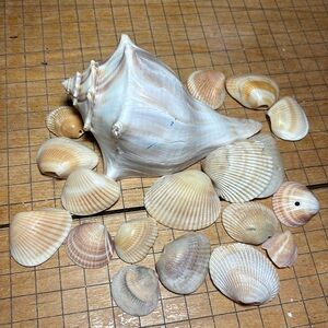Whelk Shell 5”Lx3.25”Wx2.5”H w Assorted Cream Beige Seashell Mix Beach Ocean